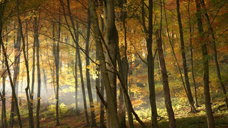 Ein herbstlicher Wald mit bunten Blättern und sanftem Licht. Die Bäume stehen dicht beieinander und schaffen eine ruhige Atmosphäre.