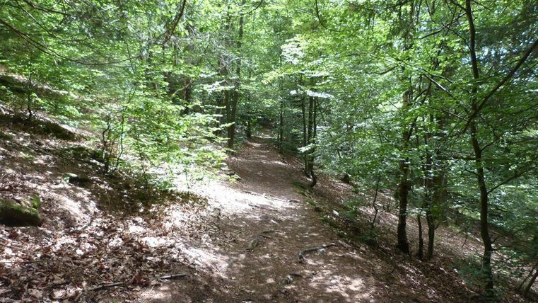 Ein schmaler Weg durch einen grünen Wald. Das Licht scheint durch die Bäume und schafft eine ruhige Atmosphäre.