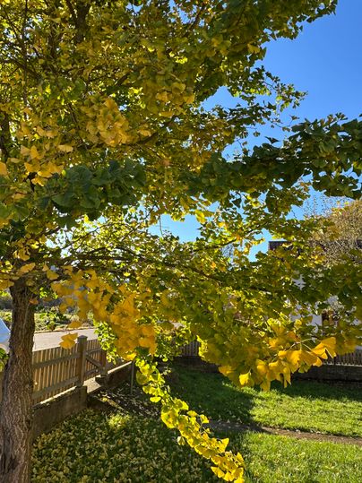 Ein Baum mit leuchtend gelben Blättern und klarem blauem Himmel. Im Hintergrund ist ein grünes Grasfeld und ein Holzzaun zu sehen.