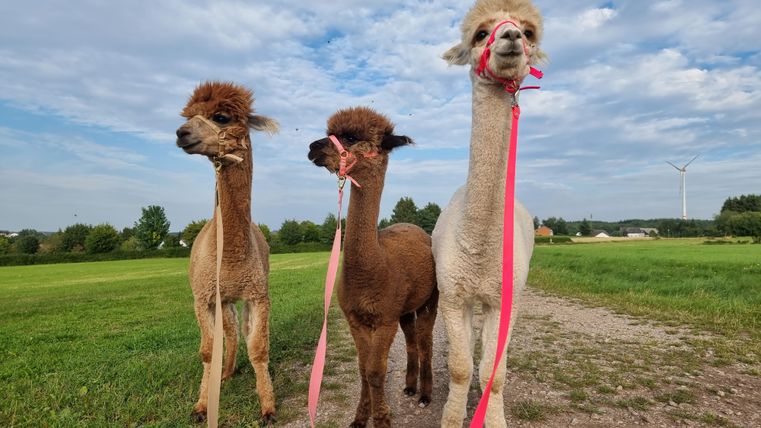Drie alpaca's staan op een groene wei. Ze zijn vastgemaakt aan kleurrijke lijnen en poseren vrolijk onder een bewolkte lucht.