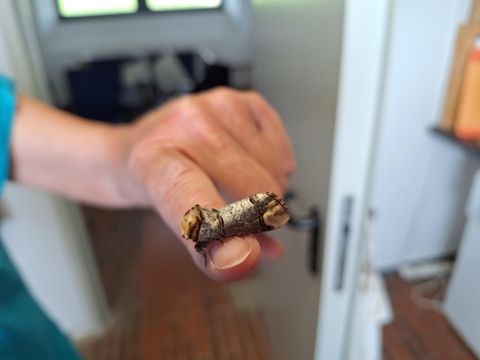 Ein Finger hält einen kleinen Ast mit einer unregelmäßigen Form. Der Hintergrund zeigt einen Raum mit heller Beleuchtung.