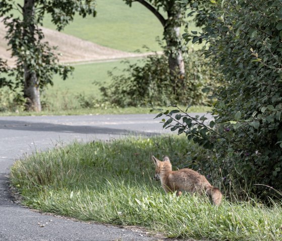 Ein Fuchs am Straßenrand in einer grünen Landschaft mit Bäumen und Wiesen., © Nordeifel Tourismus
