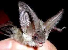 Fledermaus auf der Hand eines Menschen