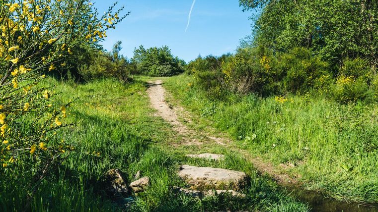Ein gemütlicher Weg in der Natur, umgeben von grünen Pflanzen und Sträuchern. Im Hintergrund strahlt der blaue Himmel und die Sonne scheint.