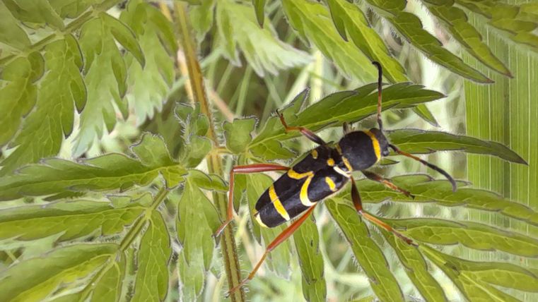 Ein bunter Käfer sitzt auf Blättern. Er hat einen schwarzen Körper mit gelben und roten Streifen.
