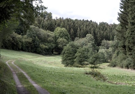 Ein schmaler Waldweg schlängelt sich durch das grüne Schafbachtal, umgeben von dichten Bäumen und Wiesen., © Nordeifel Tourismus
