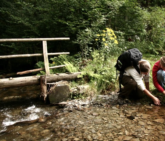 Wildnis-Trail im Nationalpark Eifel, &copy; Guido Priske
