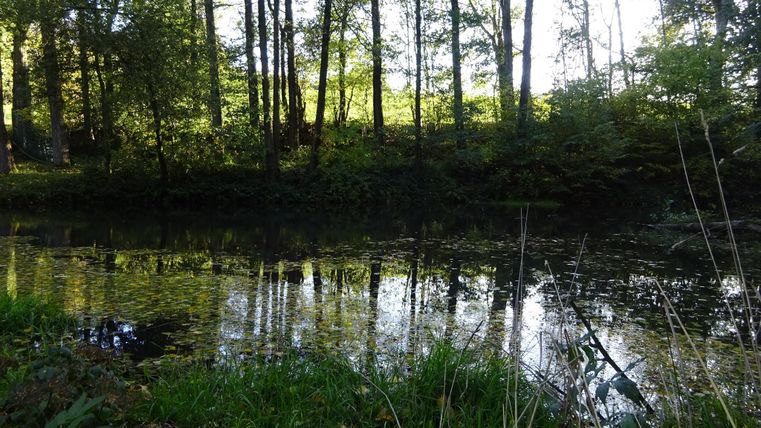 Ein ruhiger Fluss, umgeben von Bäumen und grünem Gras. Das Wasser spiegelt die Umgebung wider.