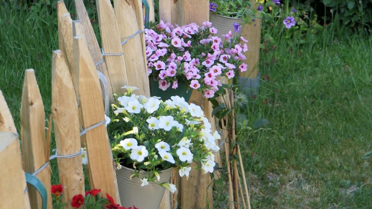 Ein Holzzaun mit bunten Blumen in Töpfen. Die Farben sind rot, lila, pink und weiß.