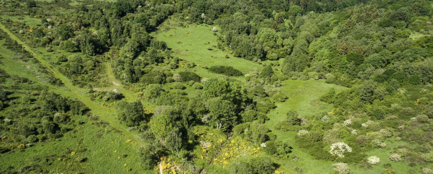 Dreiborner Hochfl&auml;che mit Ginsterbl&uuml;te, &copy; Stadt Schleiden, Dominik Ketz