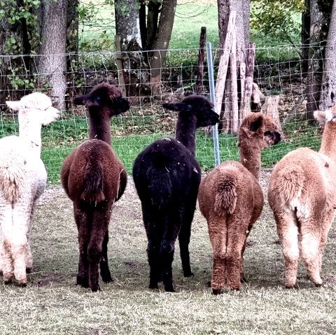 Lamas, © J. Samans