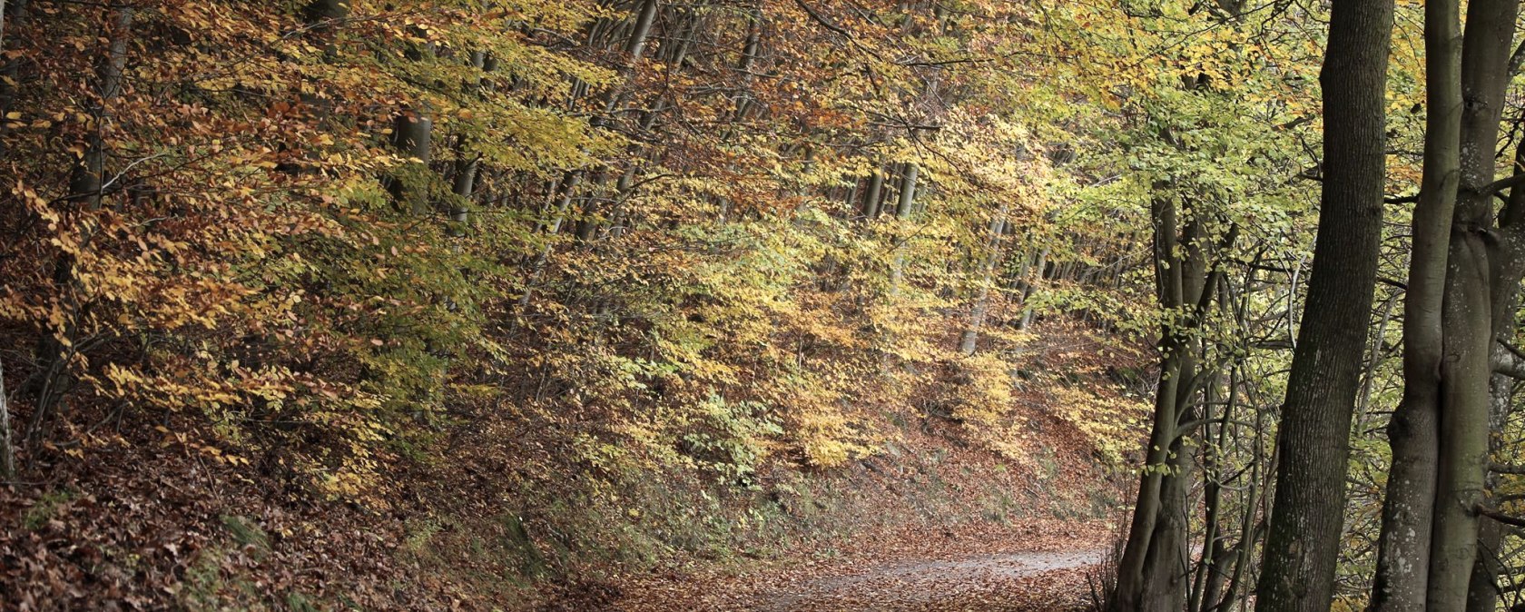 Herfst in het Nationaal Park Eifel