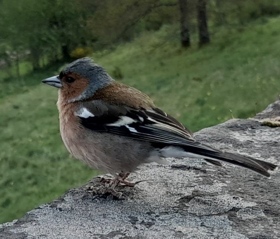 Buchfink, © Maria Pfeifer