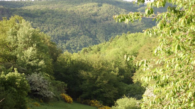Eine grüne Landschaft mit vielen Bäumen und sanften Hügeln. Im Hintergrund sind bewaldete Berge zu sehen.