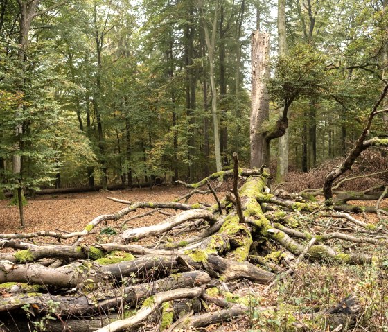 Bois mort