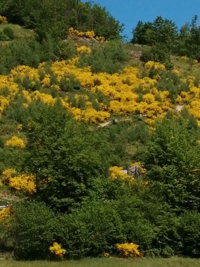 Ein wunderschöner Hang mit bunten gelben Blumen und grünen Sträuchern. Der Himmel ist blau und die Landschaft wirkt insgesamt lebhaft und einladend.