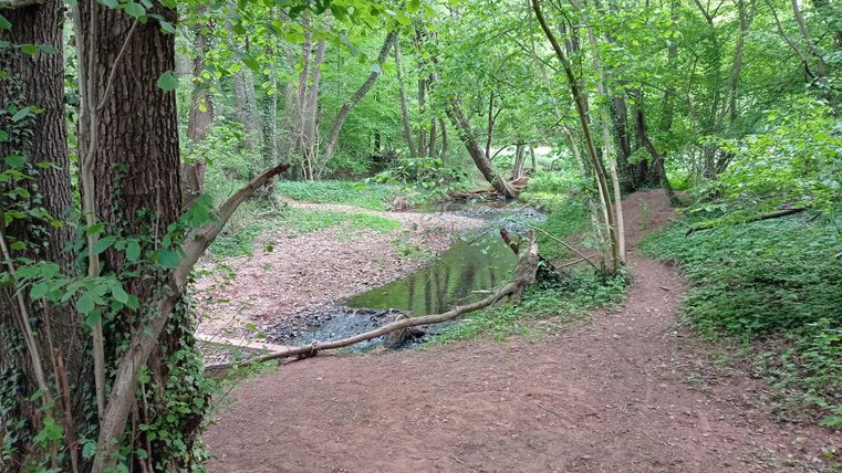 Ein ruhiger Waldweg mit einem kleinen Bach. Umgeben von üppigem Grün und hohen Bäumen.