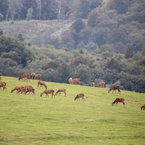 Hirsche, &copy; W. Dallmeyer Boehm